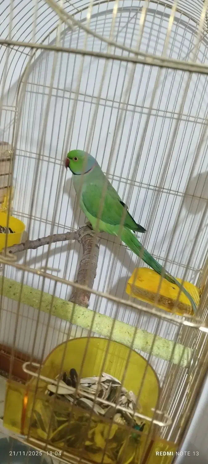 طوطی ملنگو جفت مولد|پرنده|چهارباغ, |دیوار