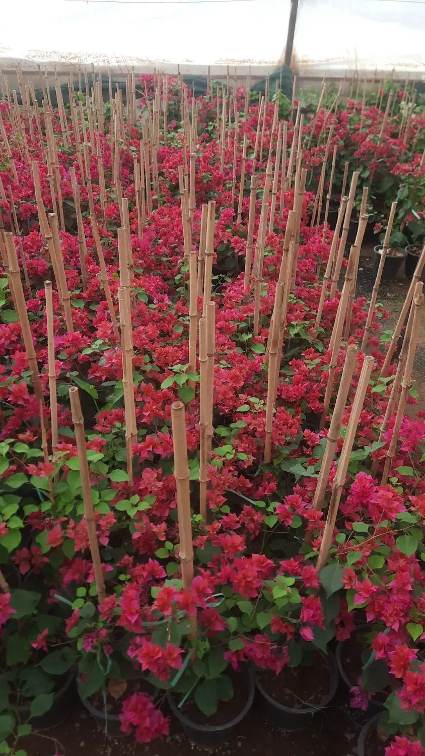 گل کاغذی|گل و گیاه طبیعی|آستانه اشرفیه, |دیوار