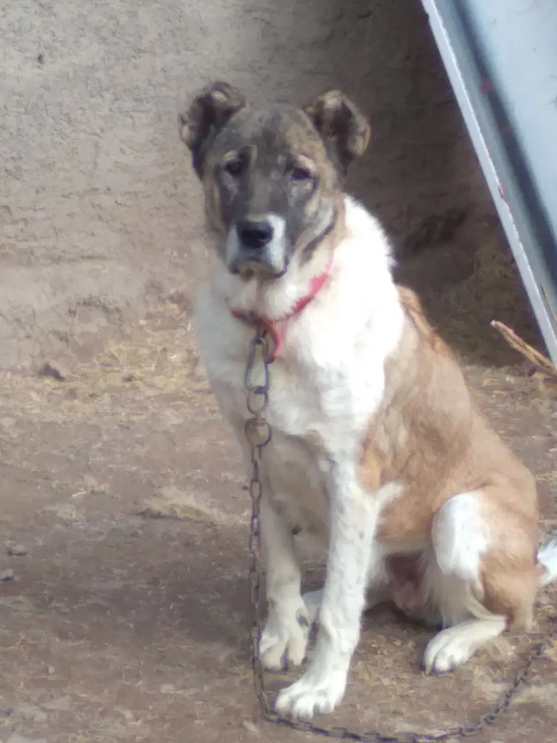 ماده سرابی آماده واگذاری|سگ|سراب, |دیوار