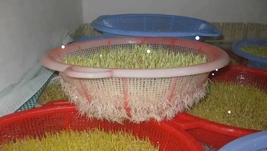 سمنو|خوردنی و آشامیدنی|تهران, سازمان برنامه جنوبی|دیوار