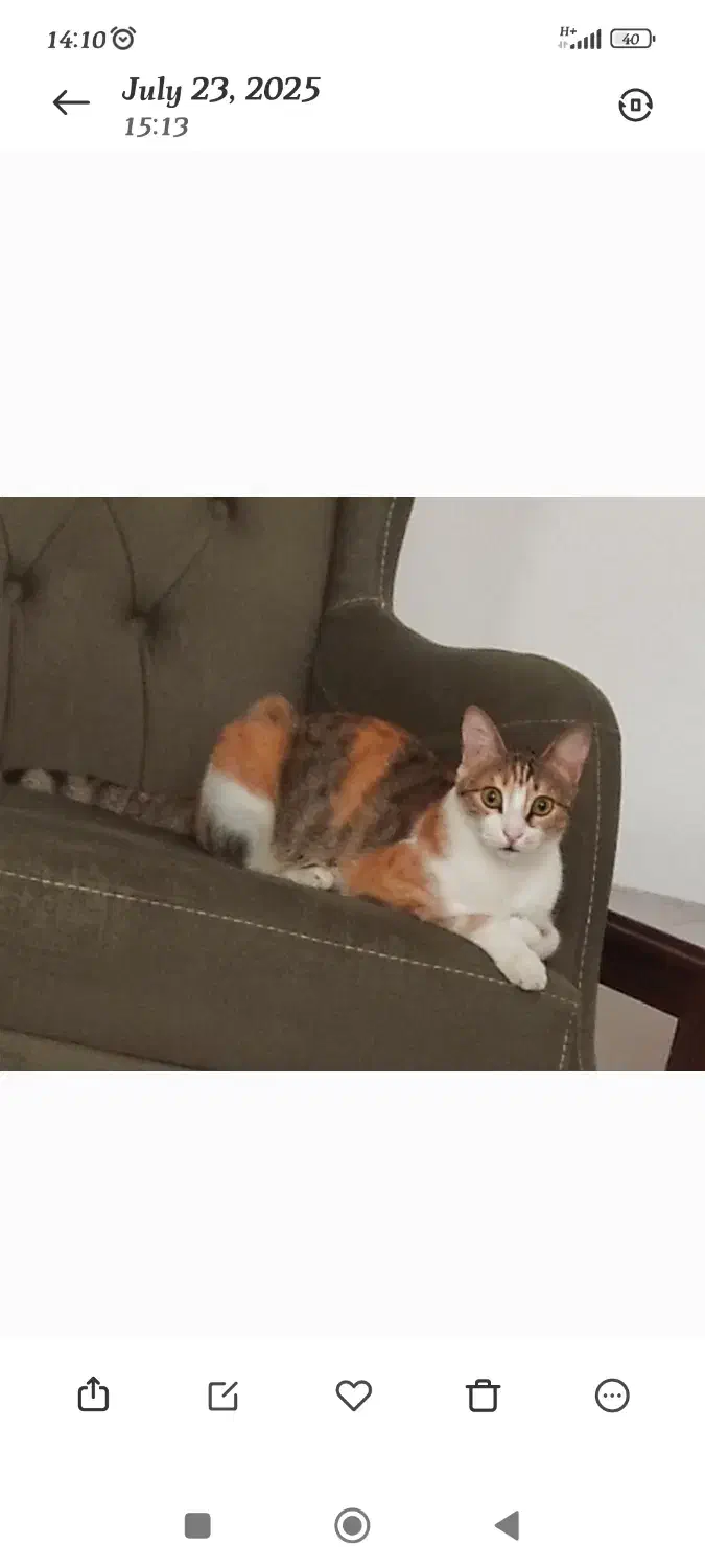 گمشده|حیوانات|رشت, معلم|دیوار