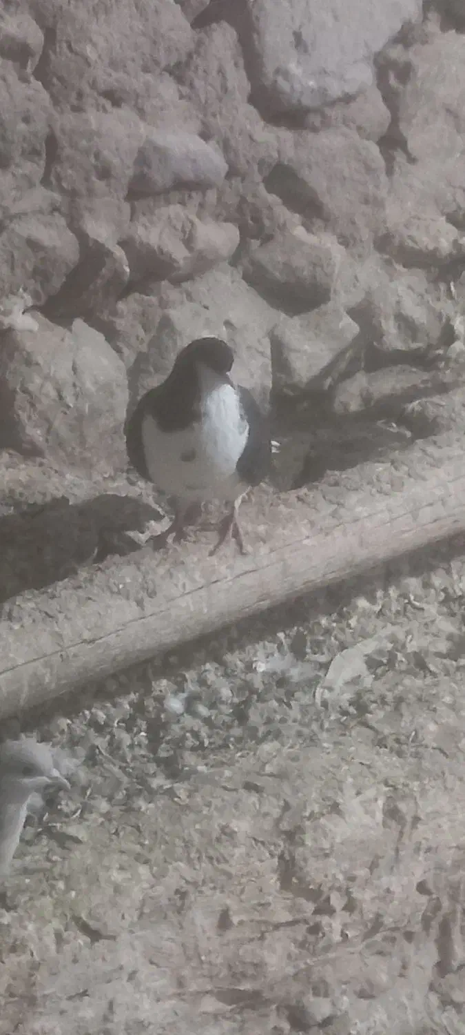 چند عدد خوشرنگ|پرنده|خرمدشت, |دیوار