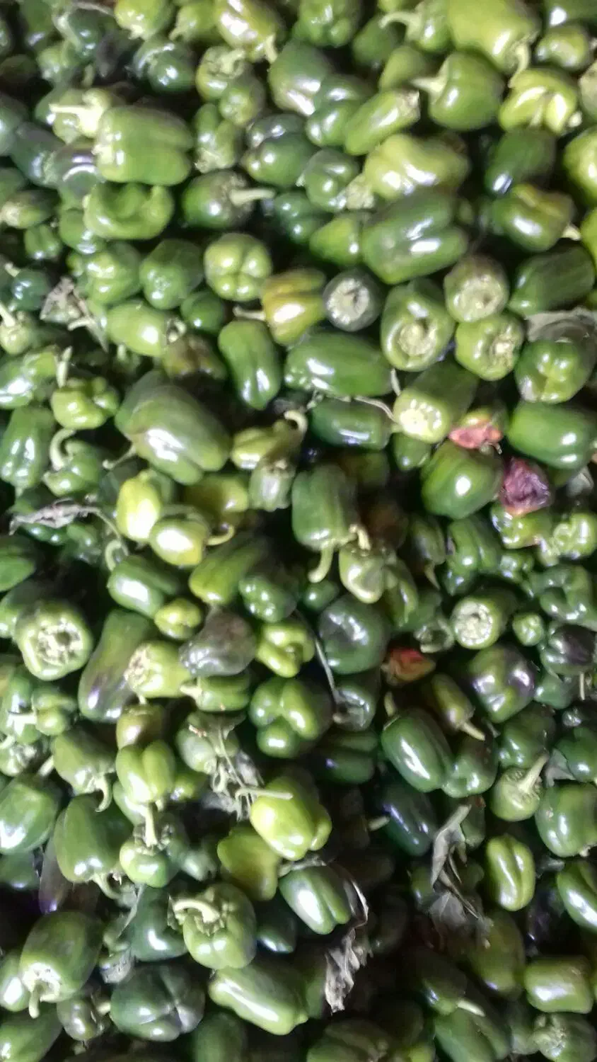 دلمه سبز|خوردنی و آشامیدنی|بهار, |دیوار