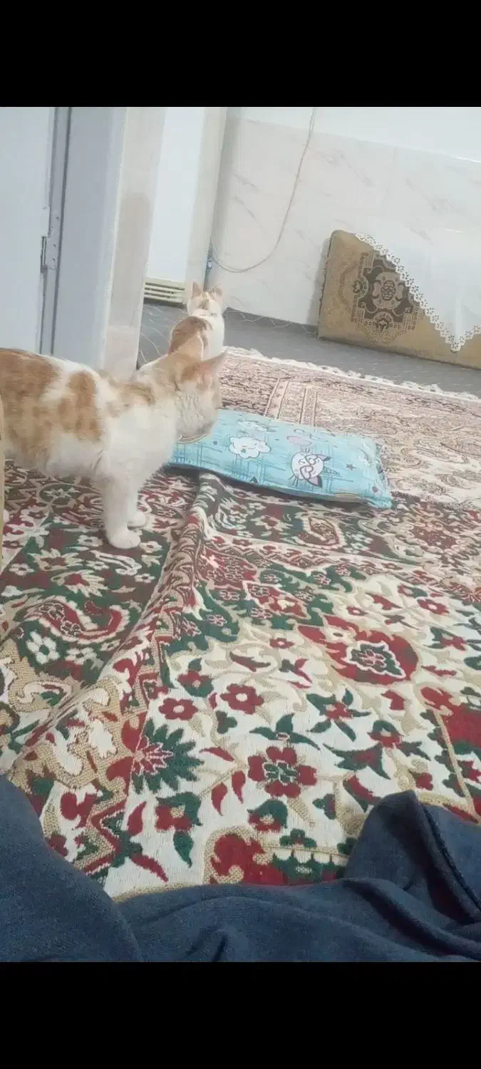 نگهداری از دوتا بچه گربه خانگی|گربه|بجنورد, |دیوار