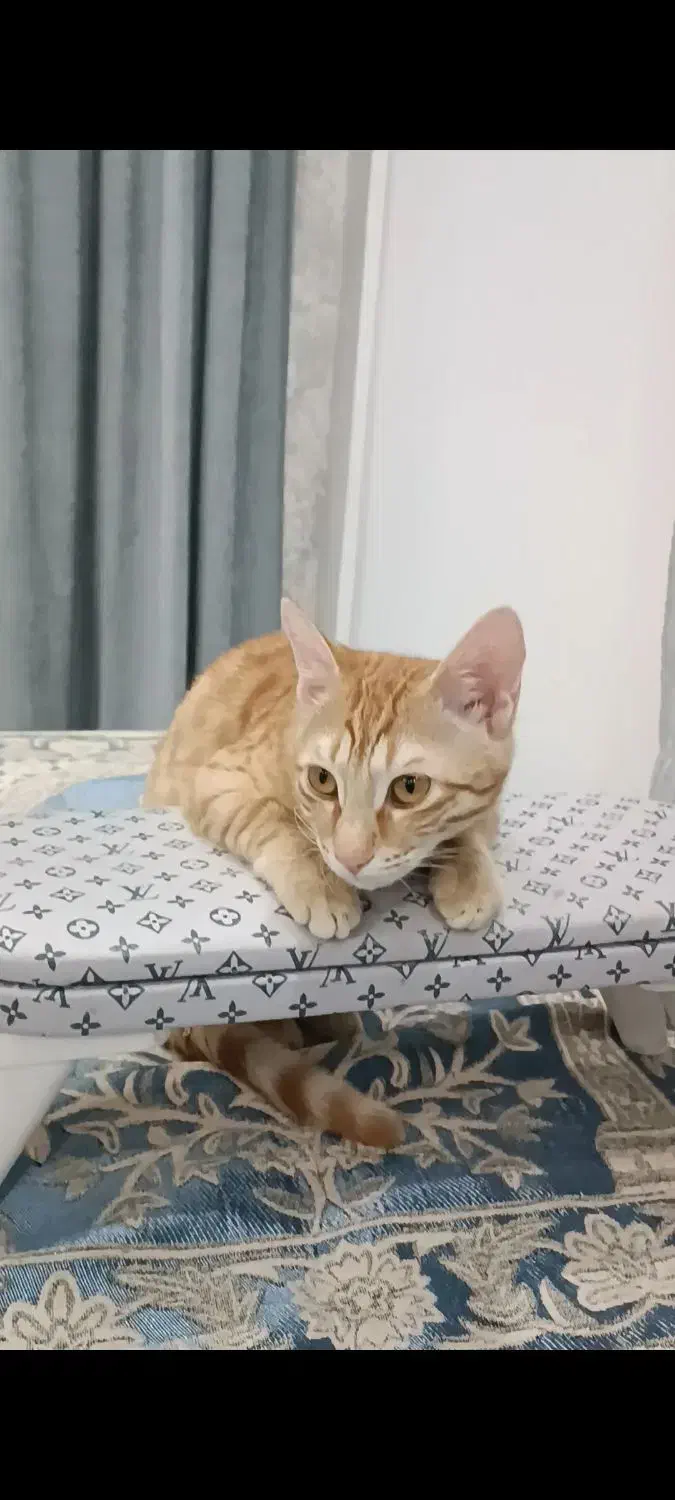 گربه گمشده محدوده رسالت|حیوانات|گنبد کاووس, |دیوار