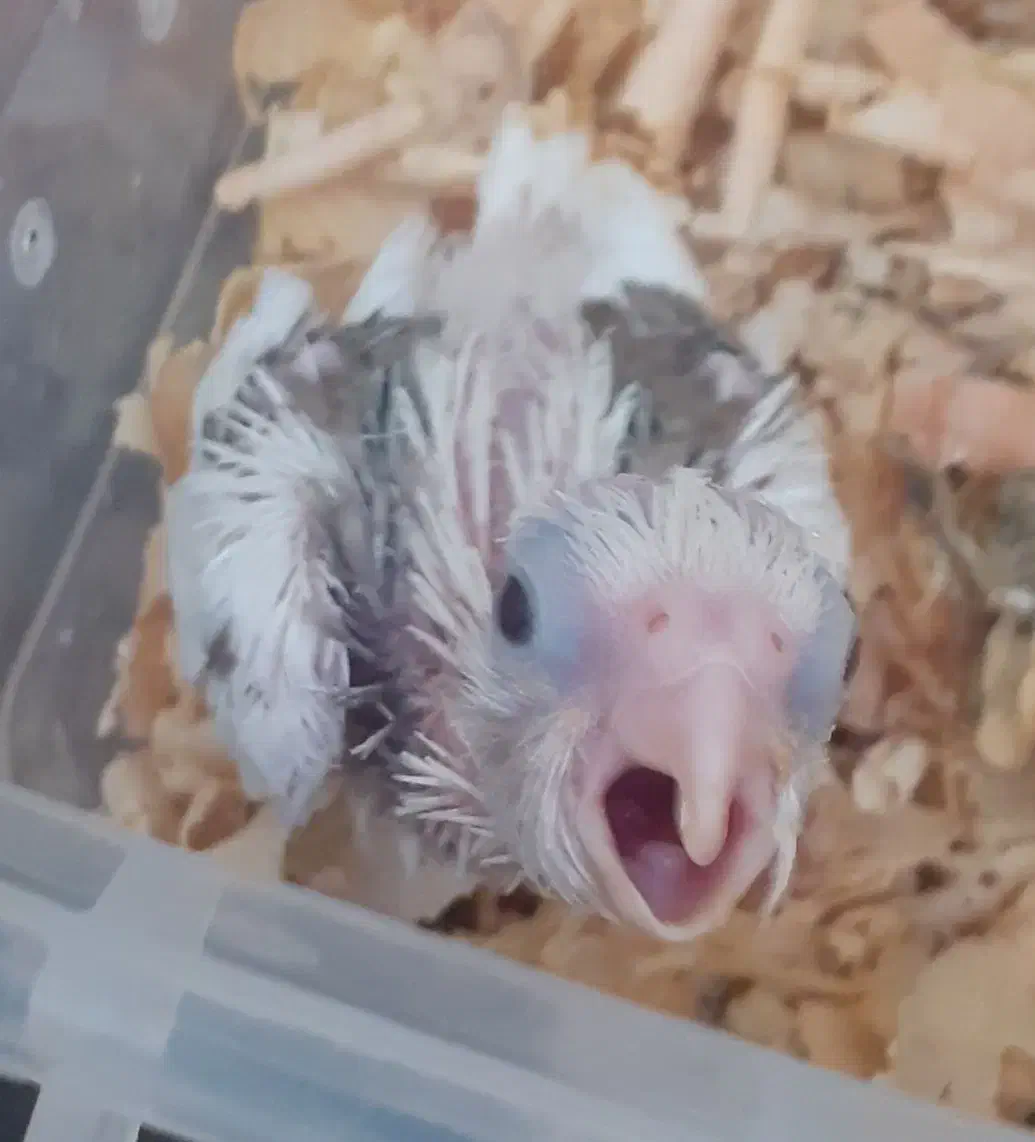 جوجه طوطی سرلاکی|پرنده|کرج, عظیمیه|دیوار