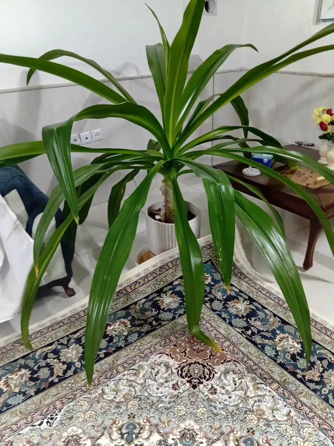 گل طبیعی|گل و گیاه طبیعی|نیشابور, مازول|دیوار