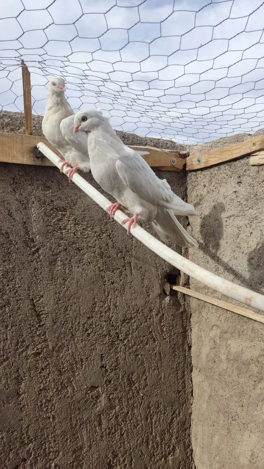 کفتر سفید چشم سفید وزرد .کرمانشهی|پرنده|رفسنجان, |دیوار