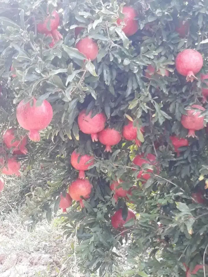 باغ انار|فروش زمین و ملک کلنگی|کوهنانی, |دیوار