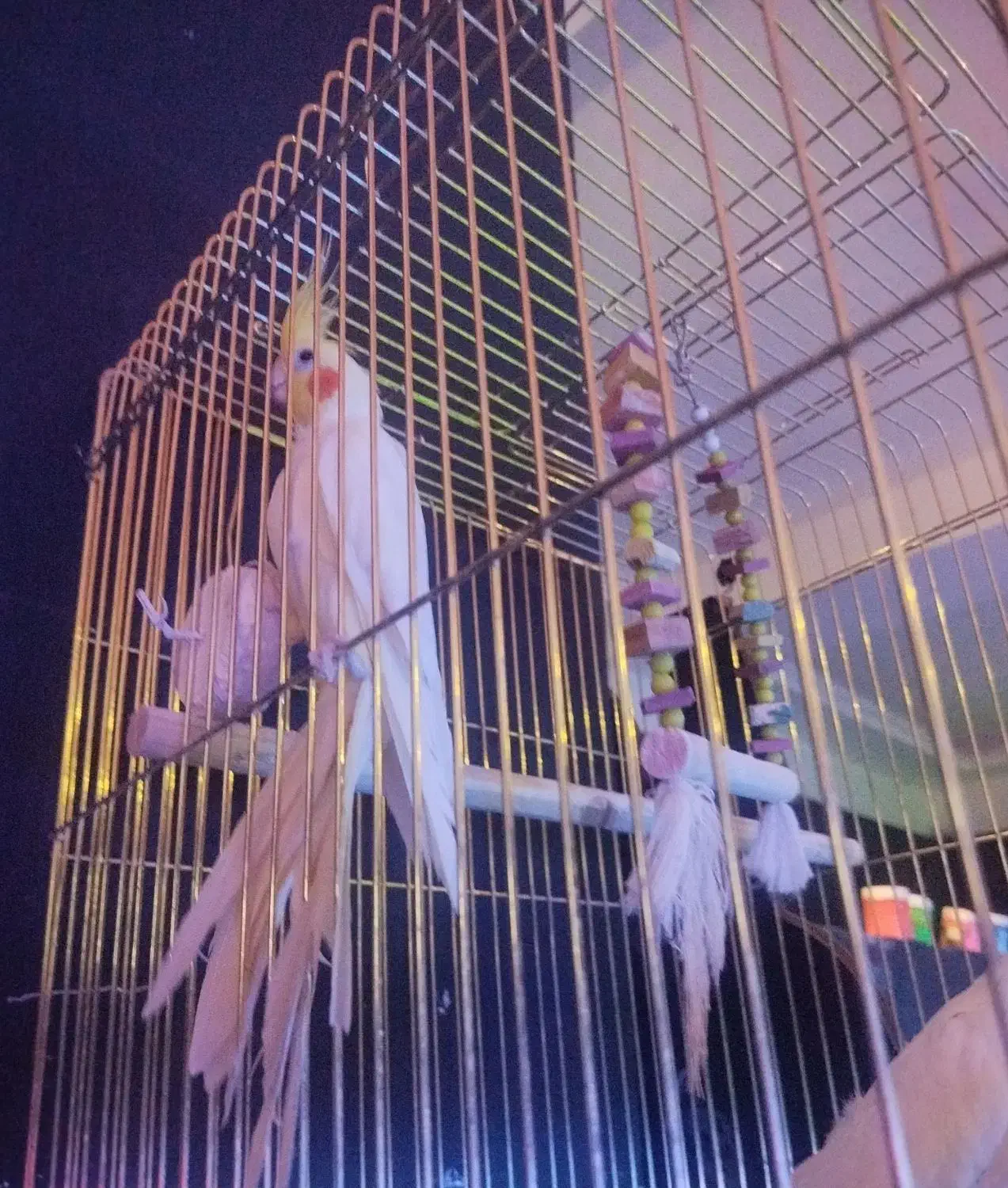 عروس هلندی نر معاوضه با ماده|پرنده|مشهد, مشهدقلی|دیوار