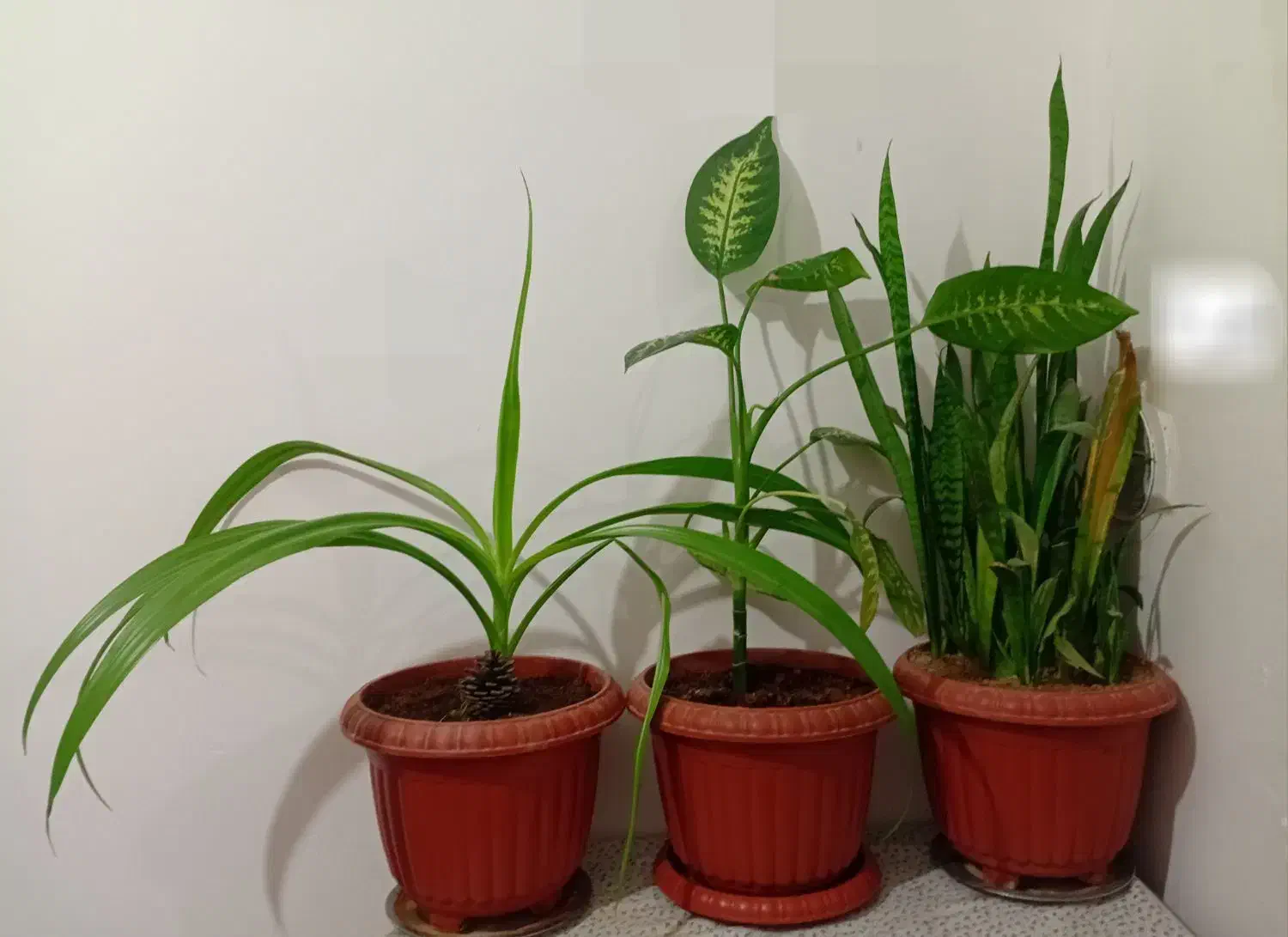 گل و گیاه شاداب|گل و گیاه طبیعی|ابهر, |دیوار