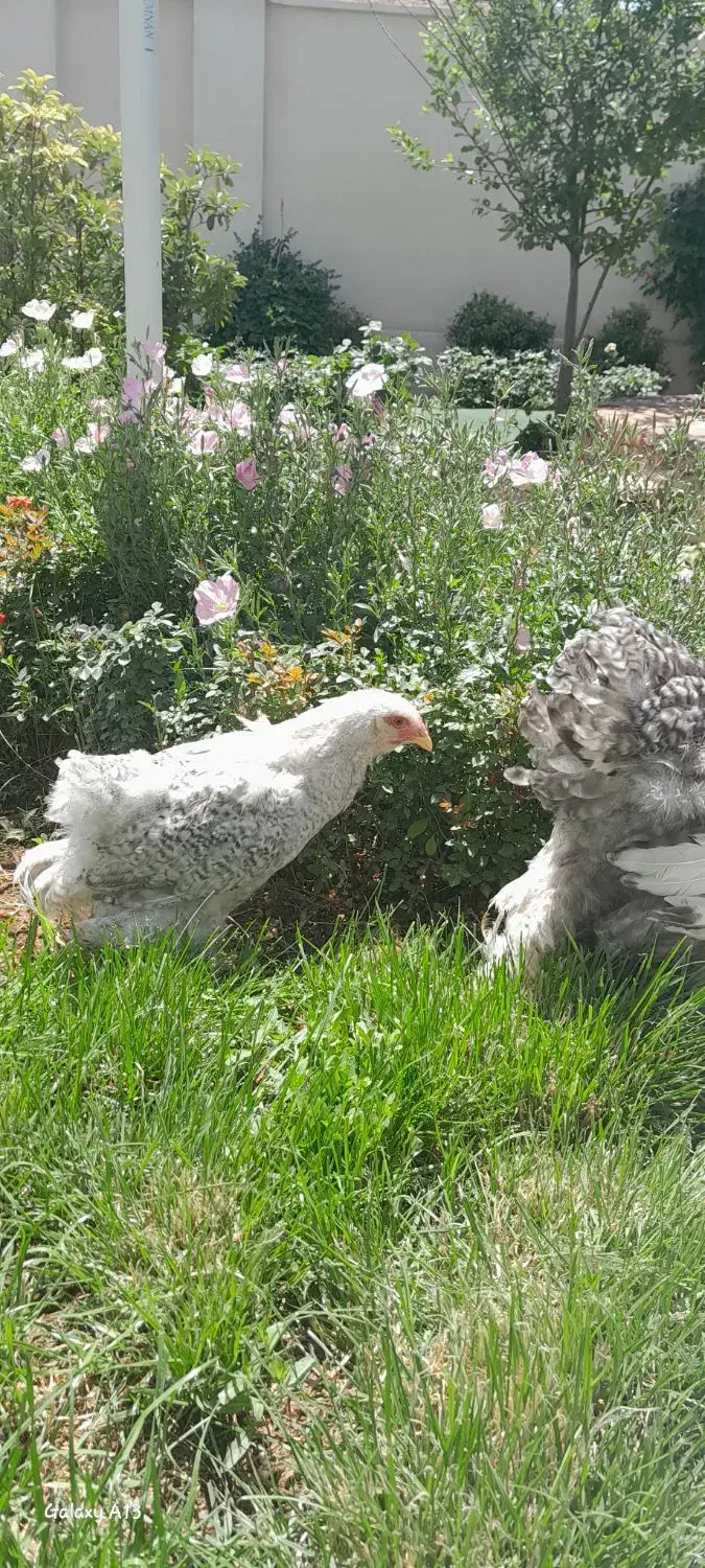 خروس برهما بارد یا کوکو|حیوانات مزرعه|تهران, سازمان آب|دیوار