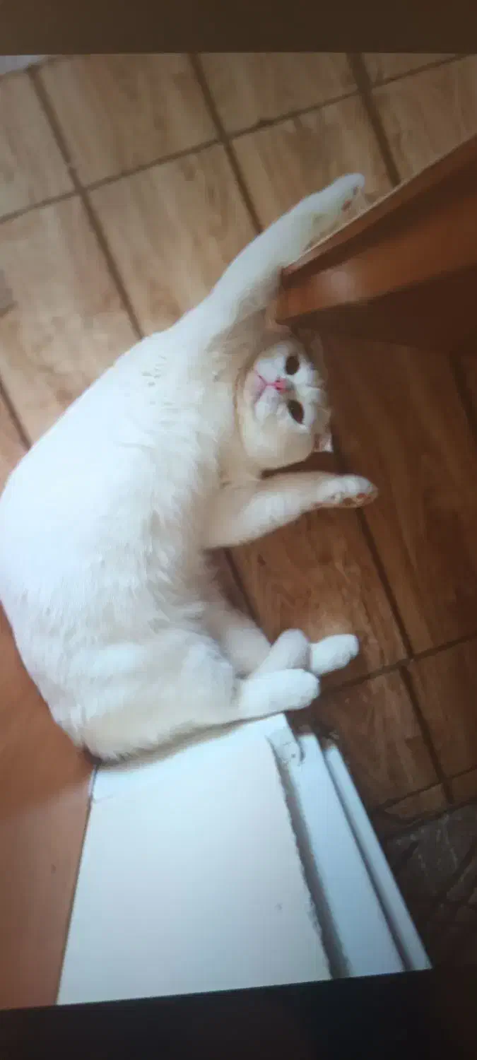 گربه اسکاتیش فولد|گربه|بیرجند, |دیوار