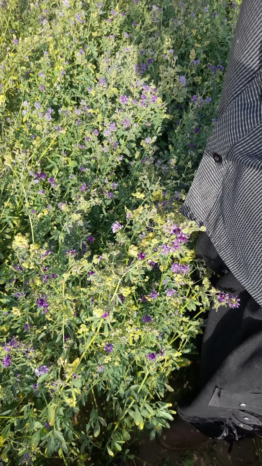 بذریونجه امریکایی|گل و گیاه طبیعی|ایرانشهر, |دیوار