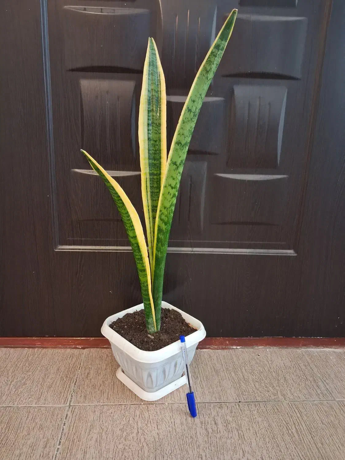 گل سانسوریا دیفن شفلرا قاشقی یوکا گلدان و غیره و|گل و گیاه طبیعی|اسلامآباد غرب, |دیوار