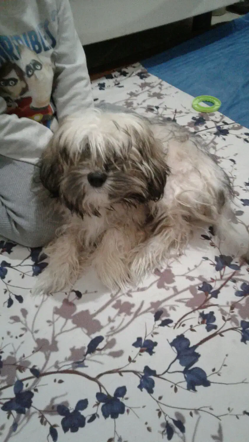 فروش یا معاوضه با عروس هلندی|سگ|ملایر, |دیوار