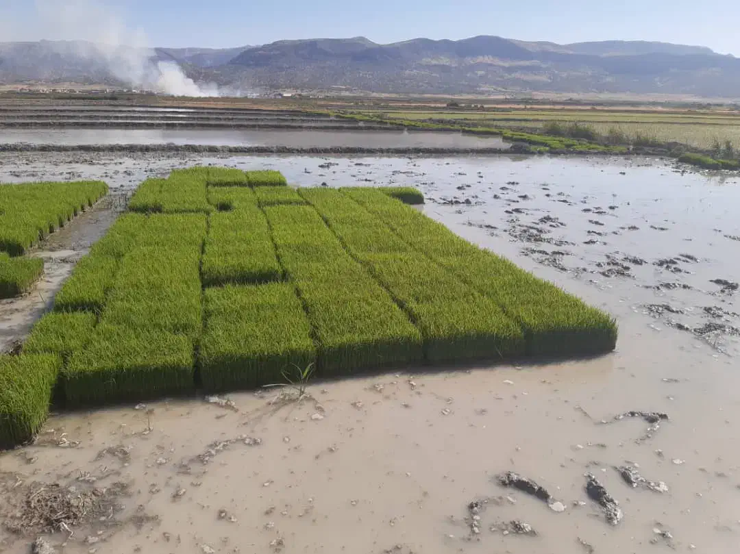 برنج کامفیروزی اصل بکیان|خوردنی و آشامیدنی|کر, |دیوار