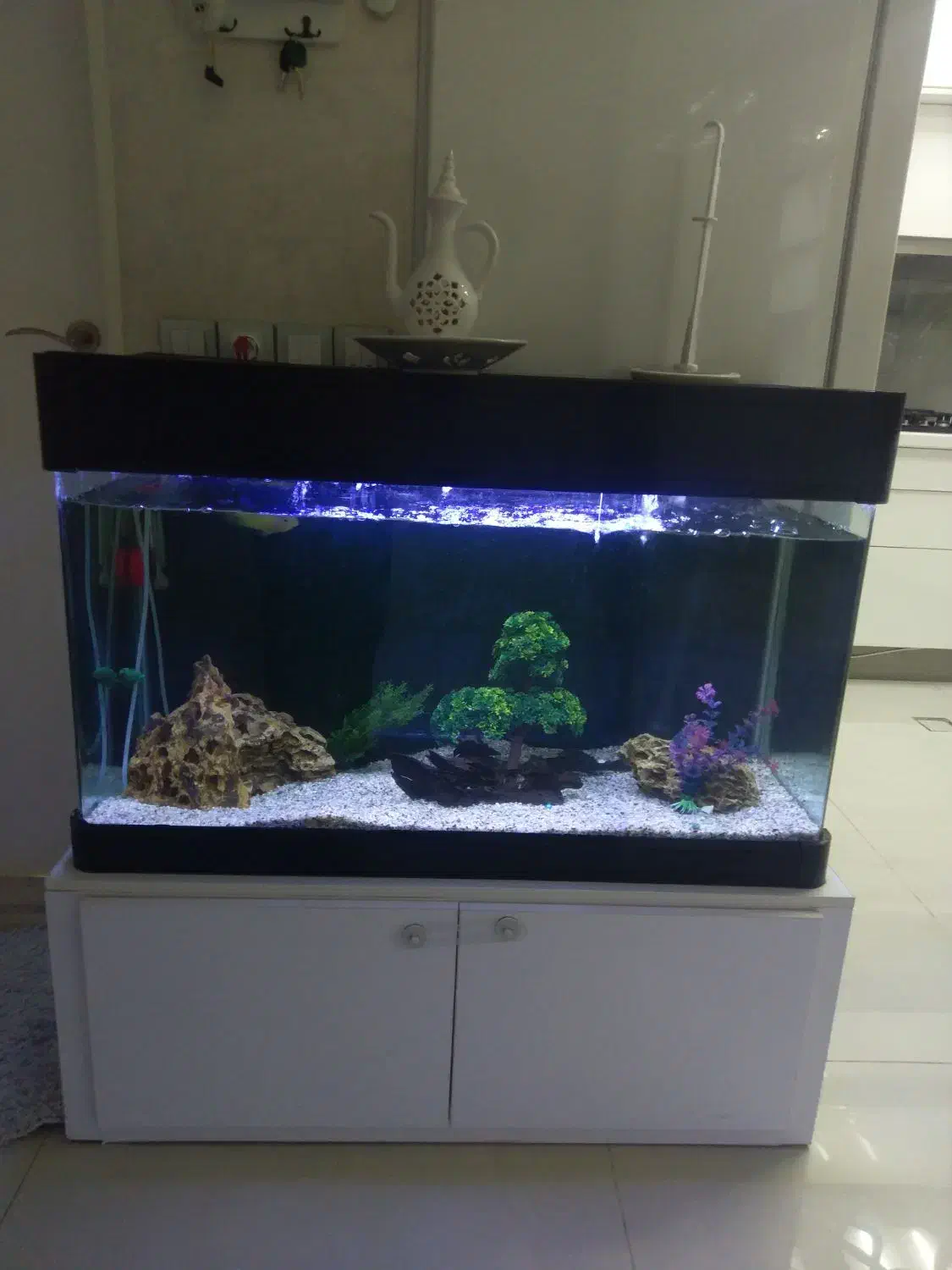 آکواریوم|ماهی|فولادشهر, A2|دیوار