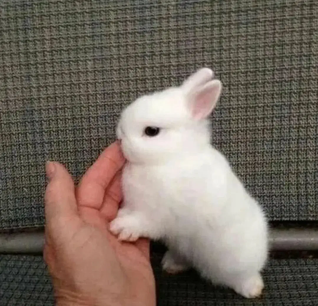بچه خرگوش مینی لوپ هلندی مینیاتوری/همراه با مشاوره|موش و خرگوش|اصفهان, بوستان ناژوان|دیوار