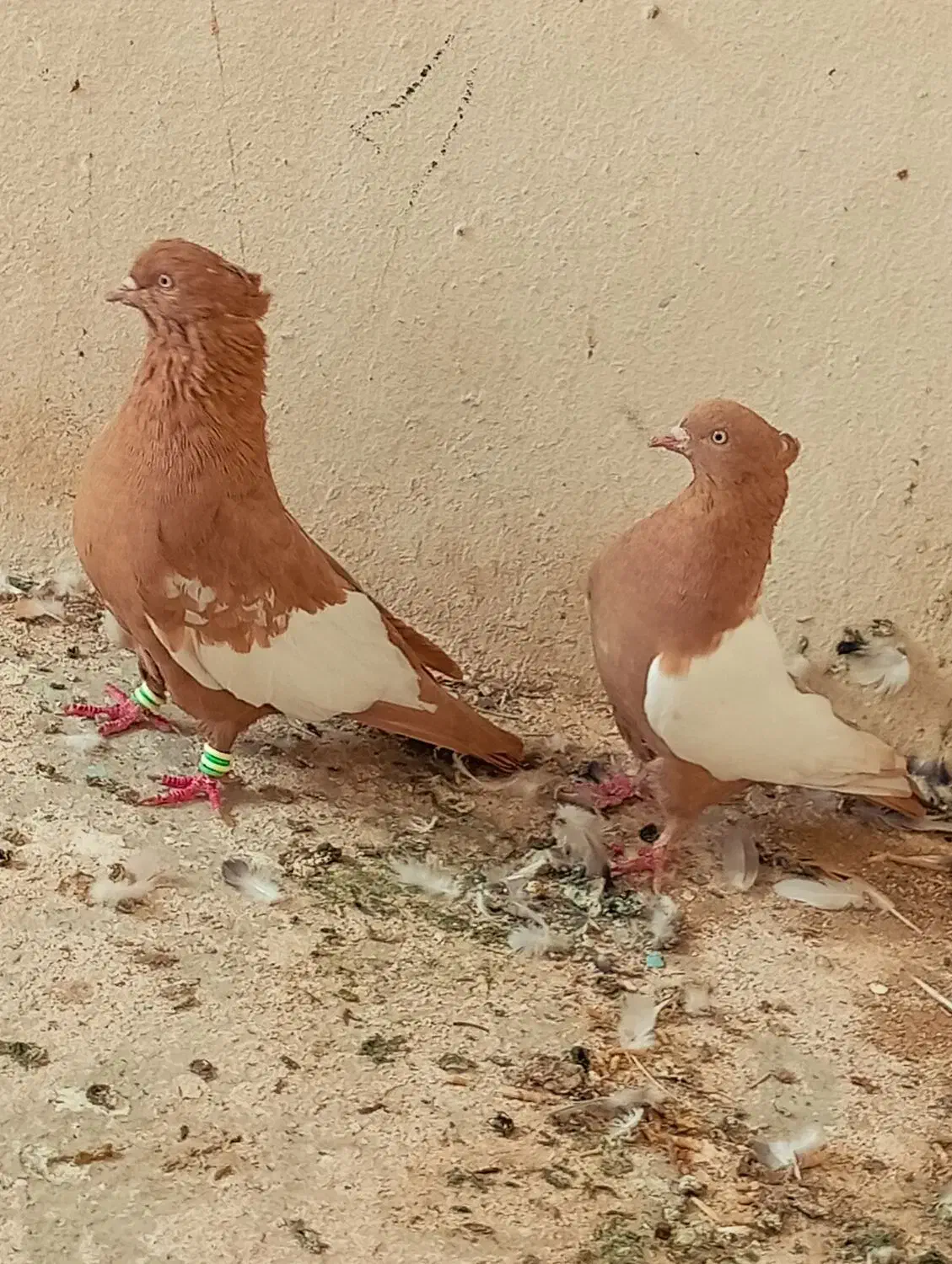 کفتر نروماده سینه زرد|پرنده|شیراز, ویلاشهر|دیوار