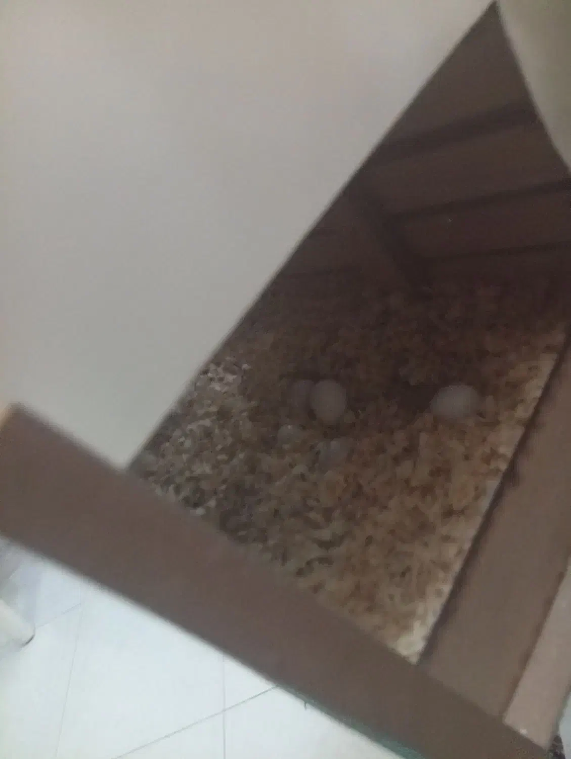 فروش جفت عروس هلندی|پرنده|تهران, تهرانسر شمالی|دیوار