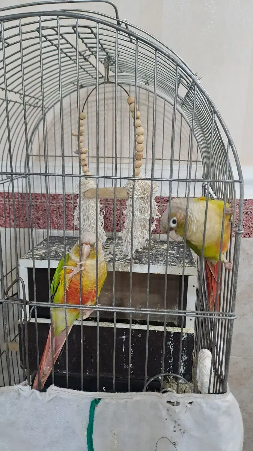 یک جفت طوطی گریچنگ|پرنده|پاکدشت, پاکدشت (مامازند)|دیوار