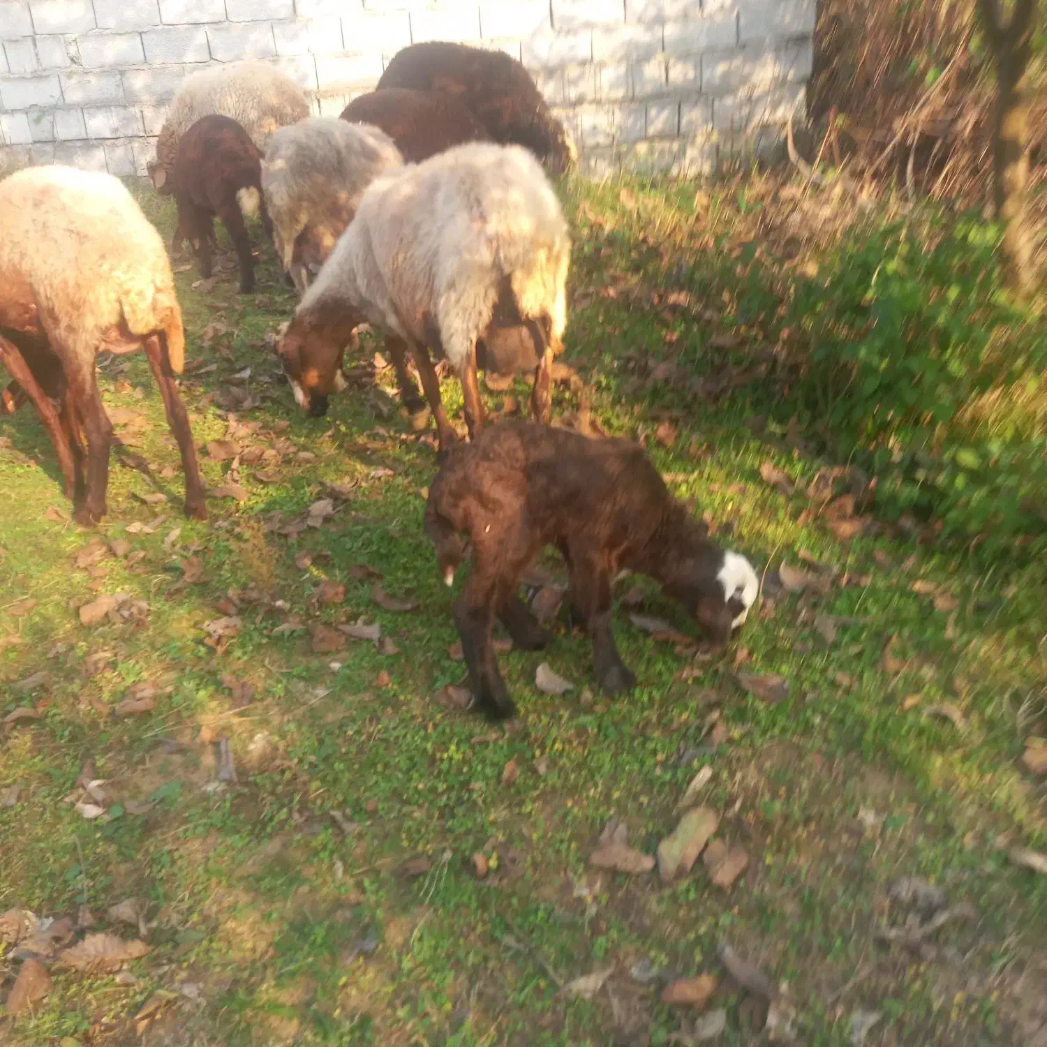 گوسفند داشتی با بره نر|حیوانات مزرعه|شیرگاه, |دیوار