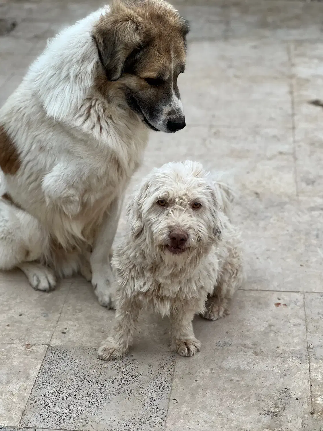 گمشده|حیوانات|مشهد, صیدآباد|دیوار