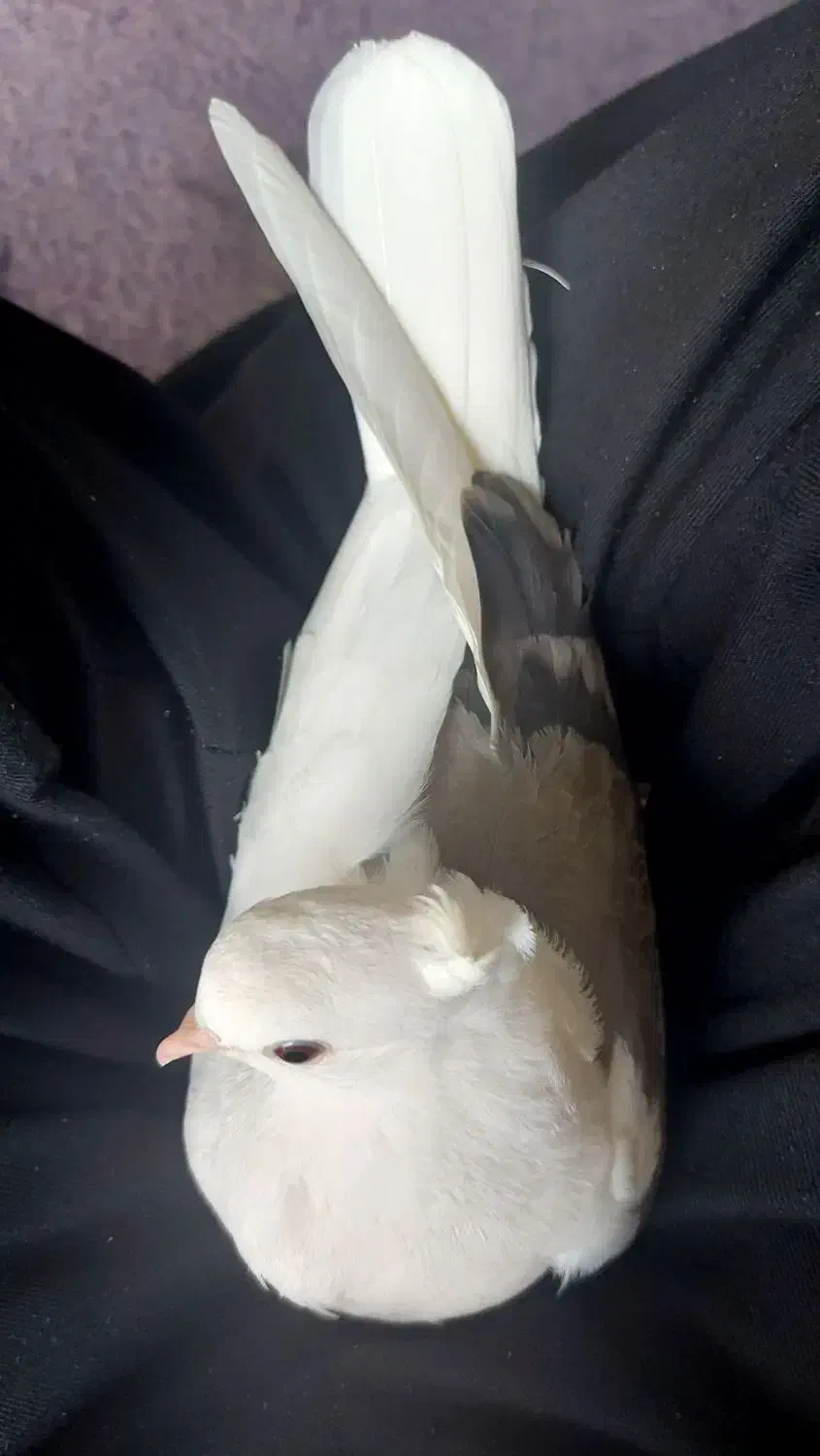 کبوتر|حیوانات|بروجرد, |دیوار