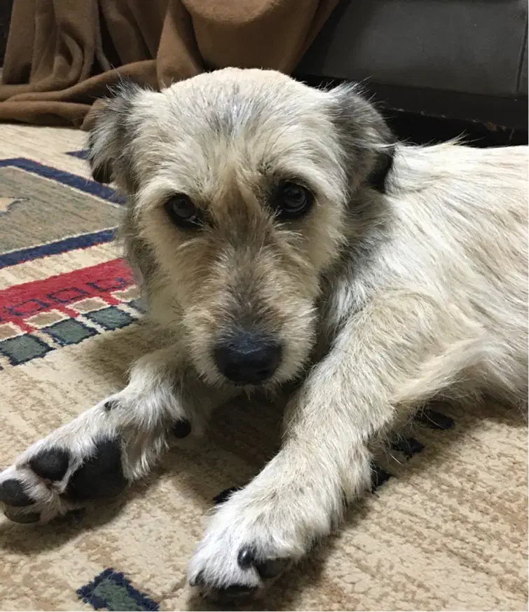 سگ پیدا شده|حیوانات|شیراز, شهرک قمشه|دیوار