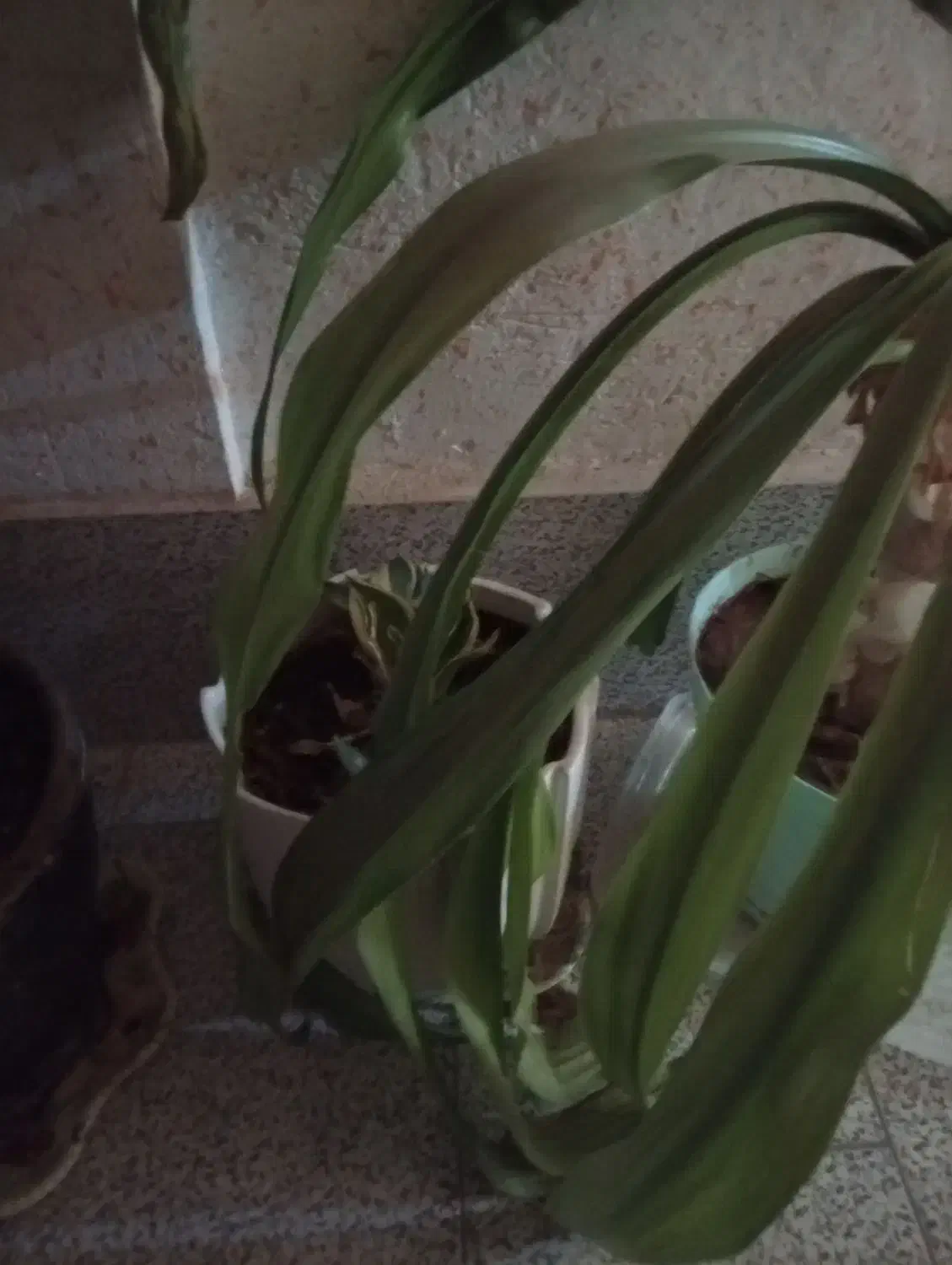 گل ها|گل و گیاه طبیعی|کازرون, |دیوار