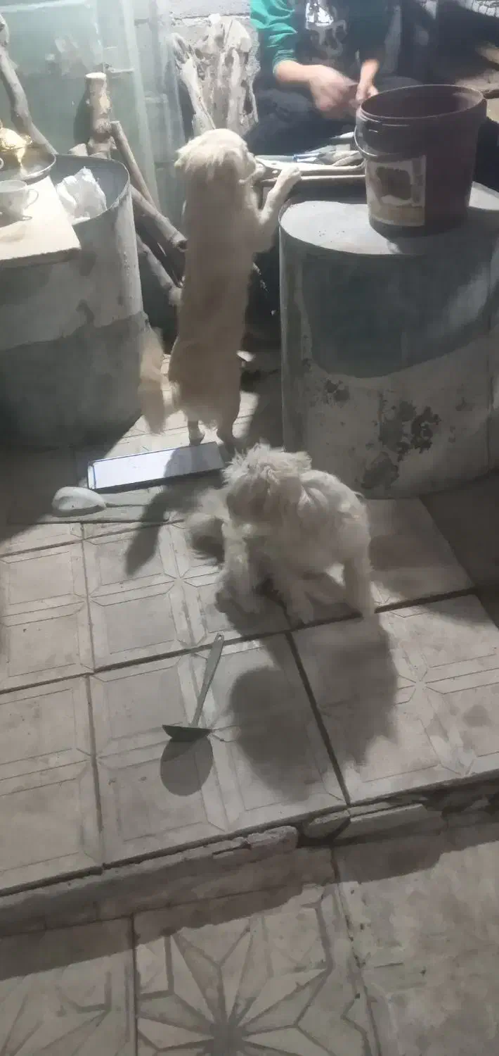 سگ پاکوتا خانگی سیتزو|سگ|مراغه, |دیوار