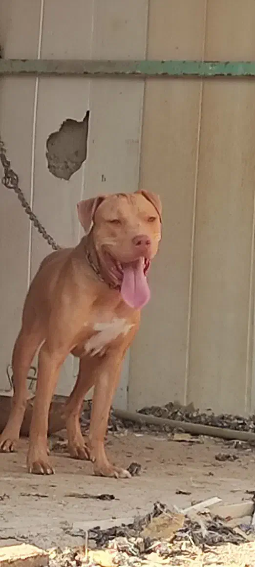 گم شده سگ|حیوانات|زابل, |دیوار