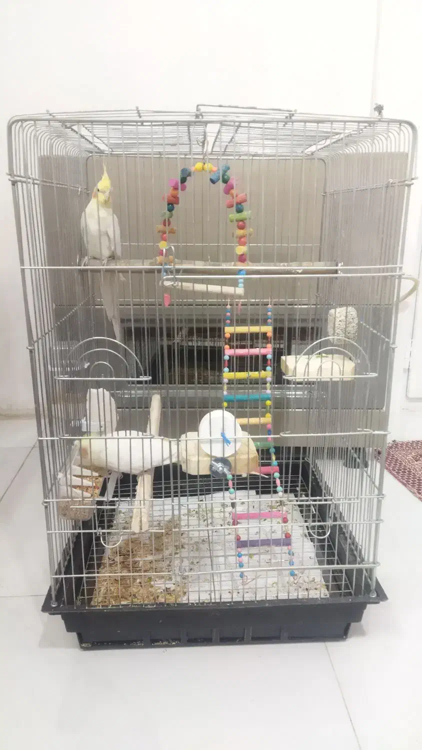 فروش عروس و برزیلی|پرنده|لالجین, |دیوار