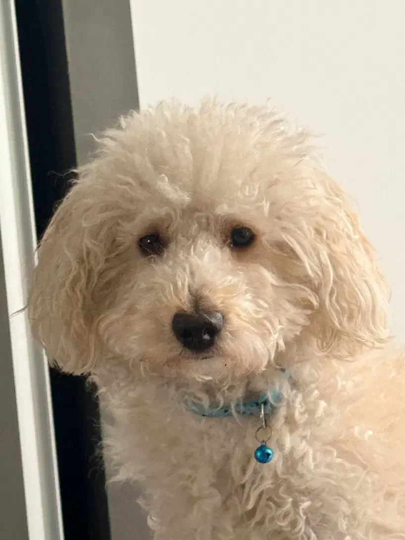 فروش پودل نر|سگ|یزد, |دیوار