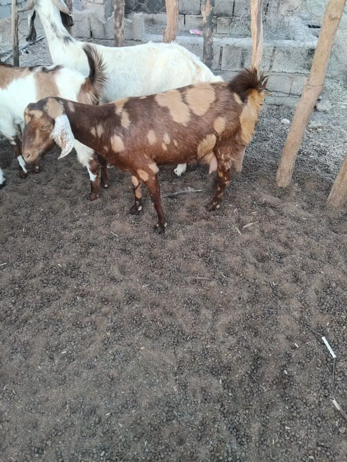 بزفروشی|حیوانات مزرعه|جیرفت, |دیوار