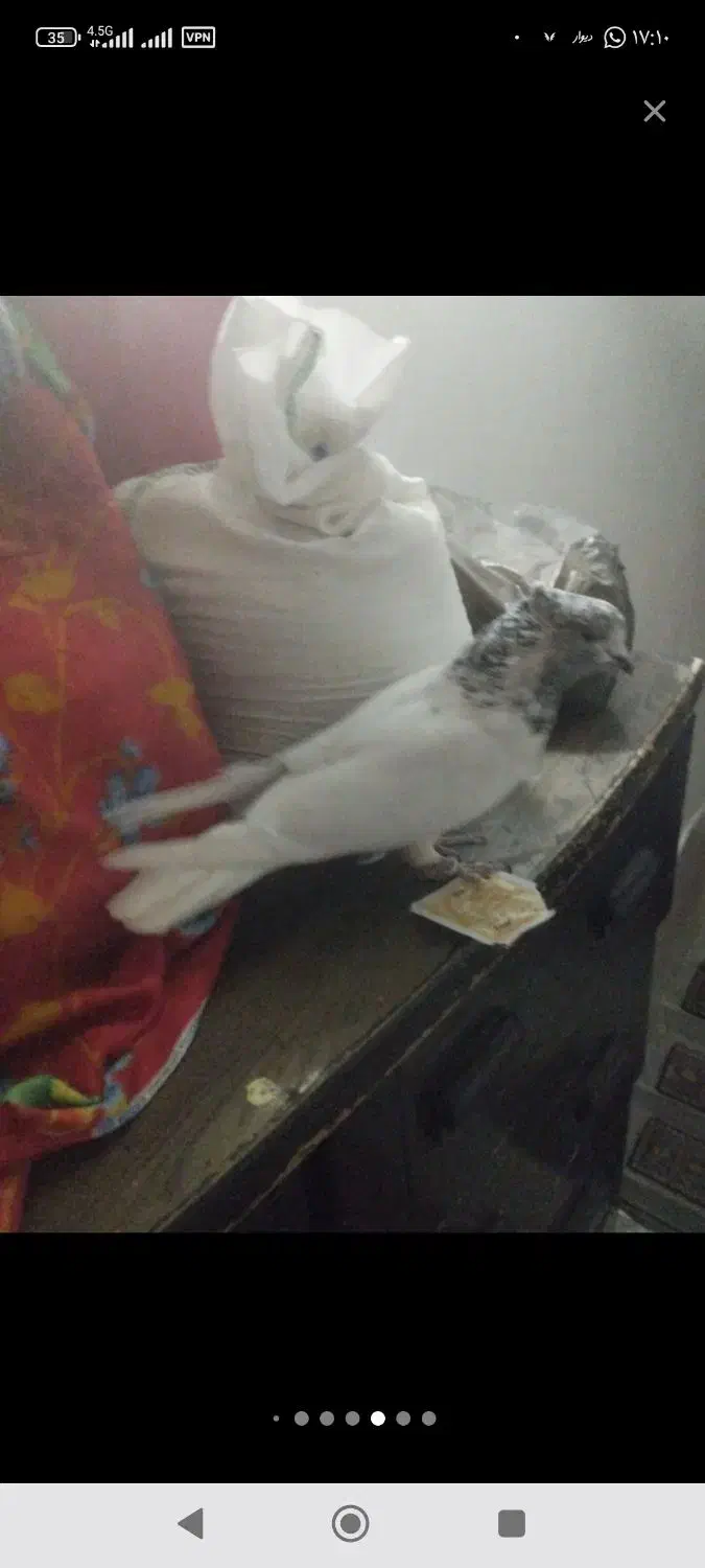 کفتر خال|پرنده|شهریار, رزکان|دیوار