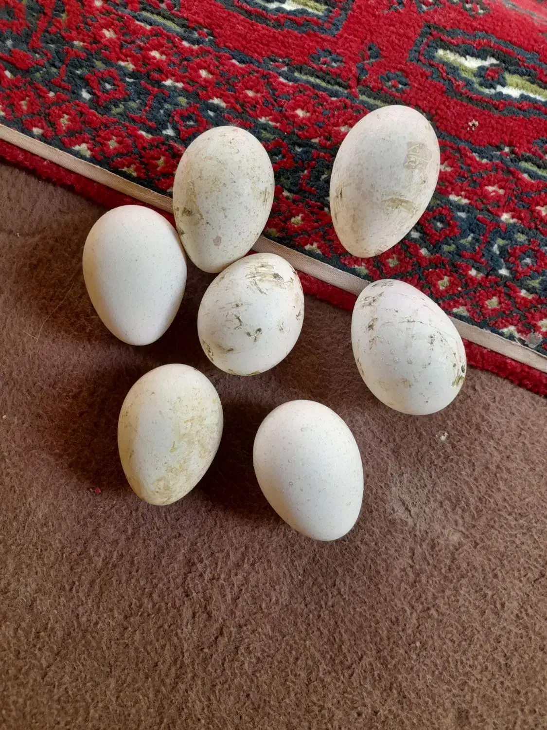 تخم بوقلمون سالم وبه شرط نطفه|حیوانات مزرعه|دزفول, |دیوار