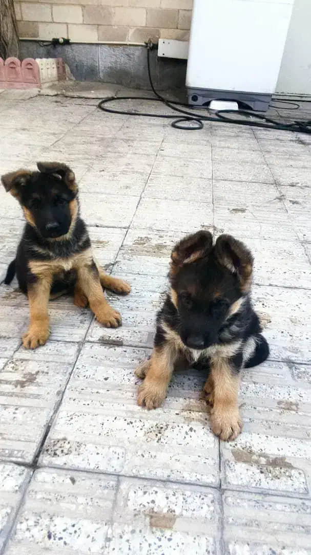 توله ماده ژرمن شپرد اصیل|سگ|محمدشهر, محمدشهر|دیوار