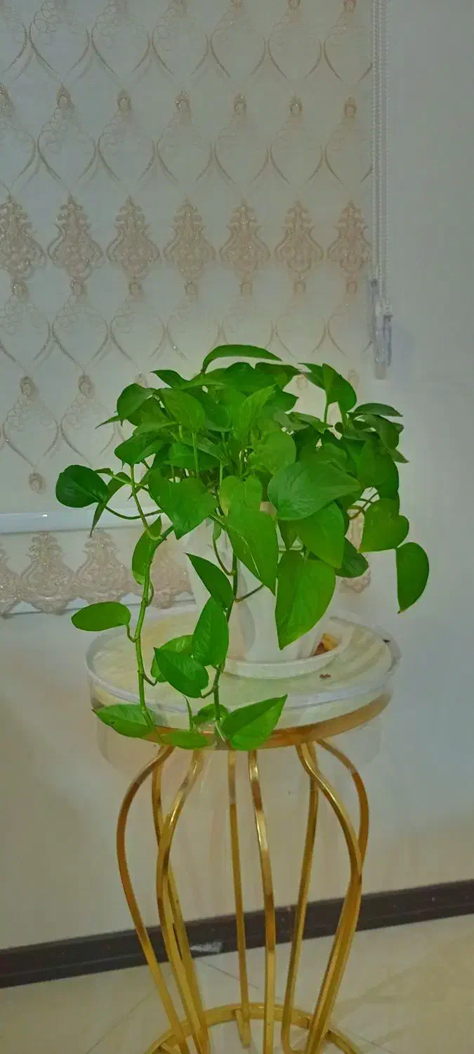 گلدان. گلدان پتوس|گل و گیاه طبیعی|تهران, شهرک ولیعصر جنوبی|دیوار