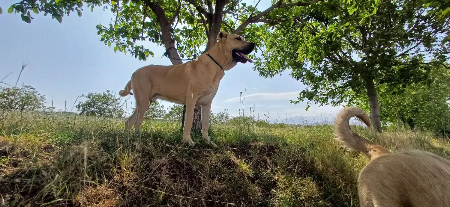 توله نر|سگ|کندوان, |دیوار