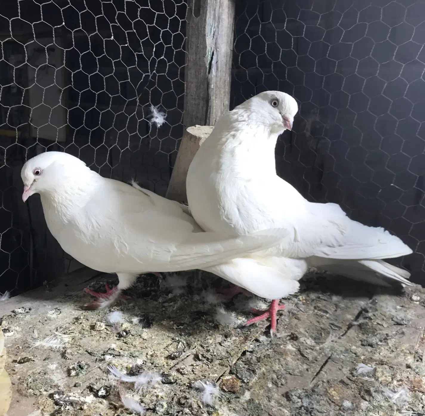 طوقی سفید چشم سفید|حیوانات|نمین, |دیوار