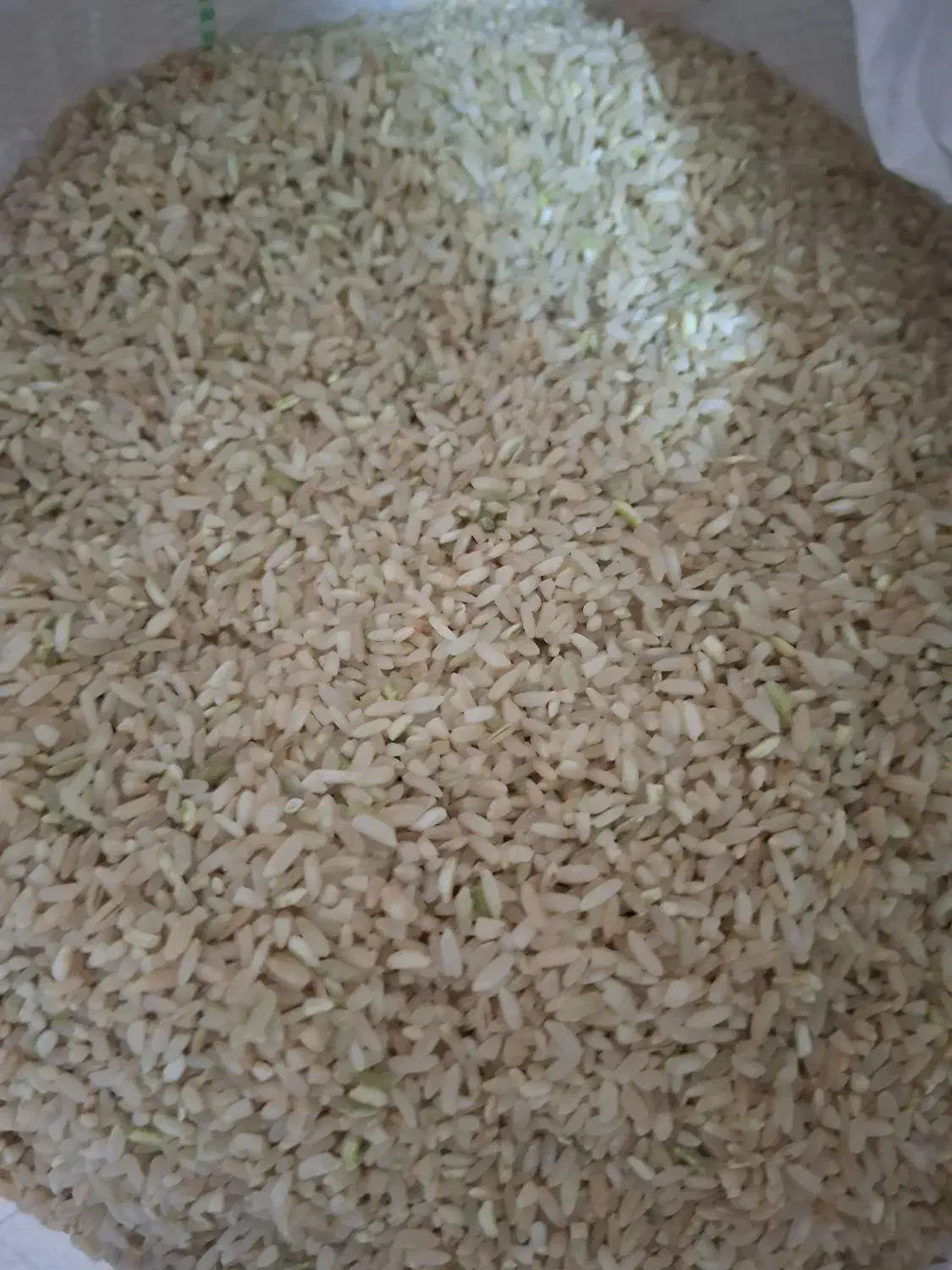 فروش برنج|خوردنی و آشامیدنی|یاسوج, |دیوار