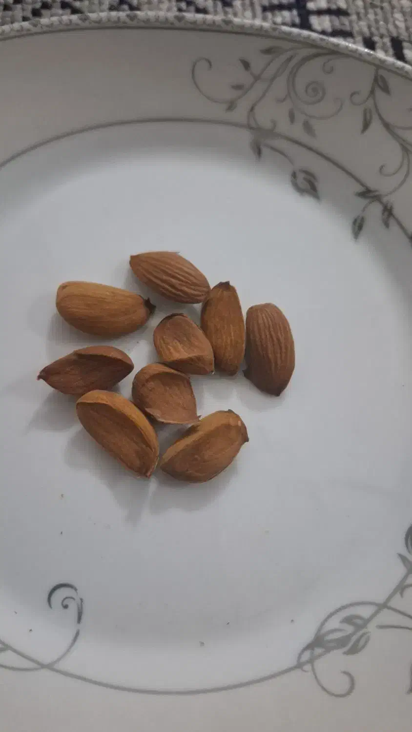 بادام|خوردنی و آشامیدنی|شیراز, باهنر|دیوار