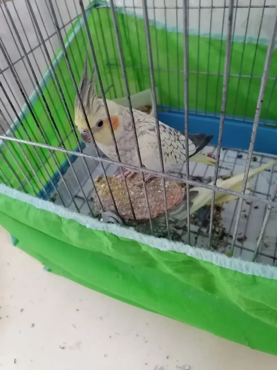 عروس هلندی|پرنده|تهران, اسکندری|دیوار