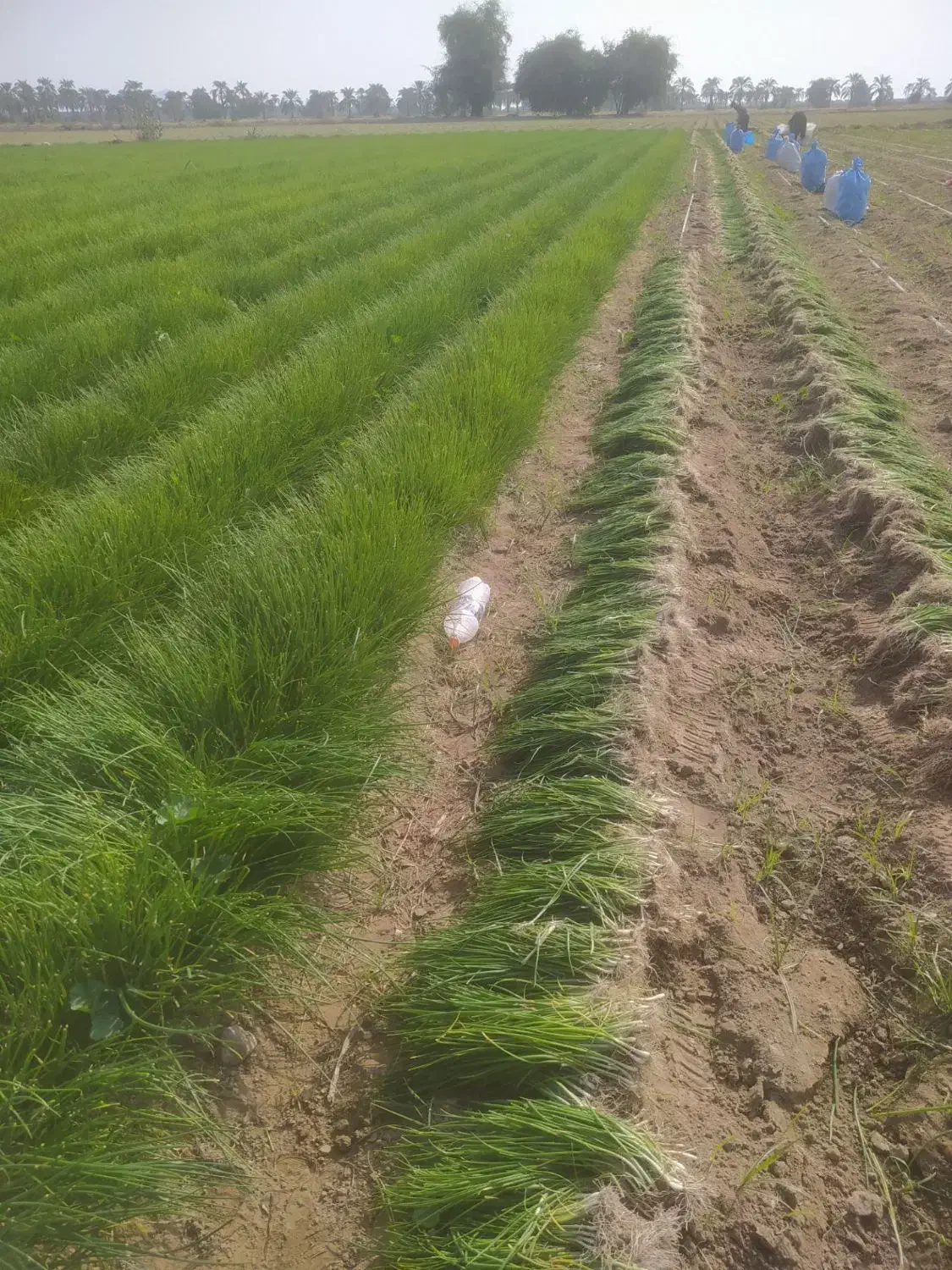 نهال پیاز سایروس|گل و گیاه طبیعی|عنبرآباد, |دیوار