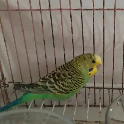 مرغ‌عشق|پرنده|ساری, |دیوار