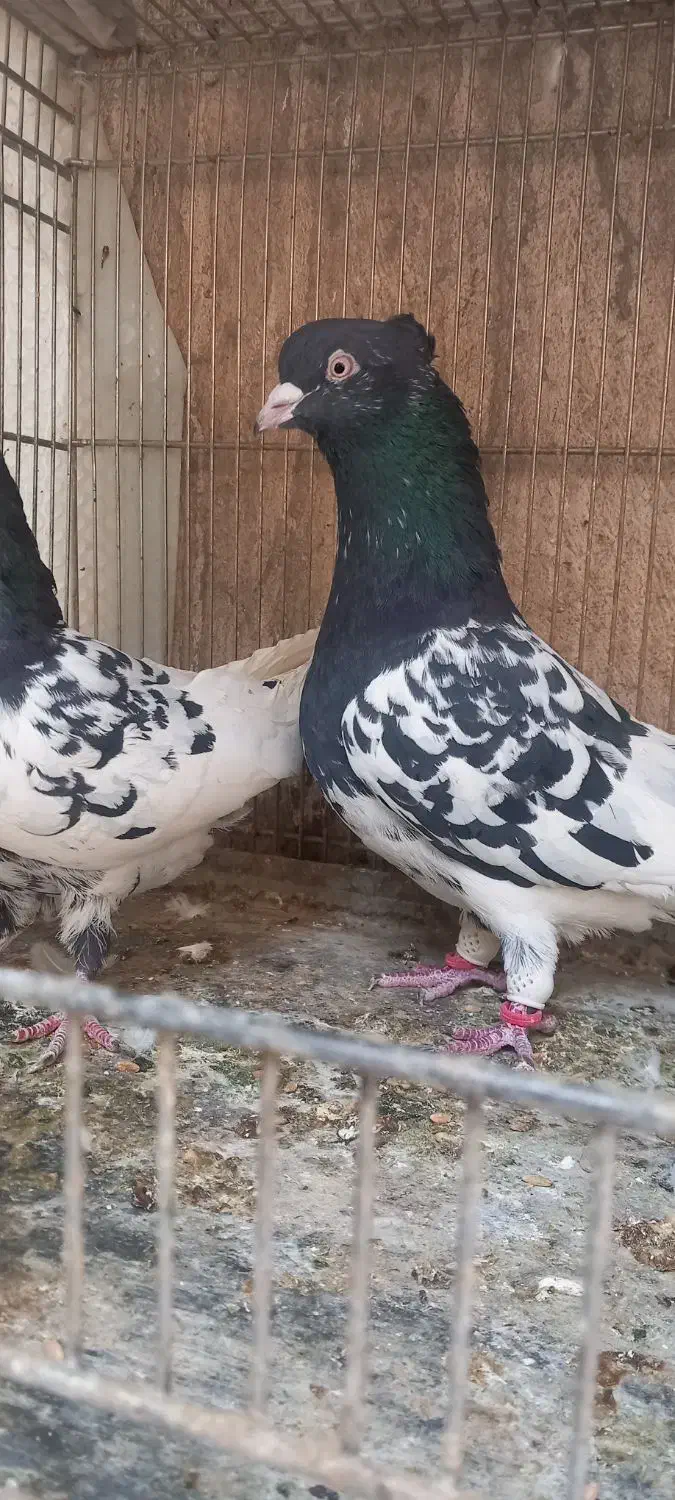 کبوتر کله ایی|پرنده|تهران, خرمشهر|دیوار