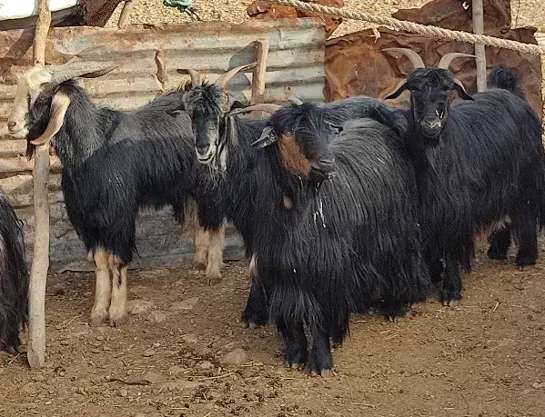 بز داشتی ابست|حیوانات مزرعه|مهران (ایلام), |دیوار