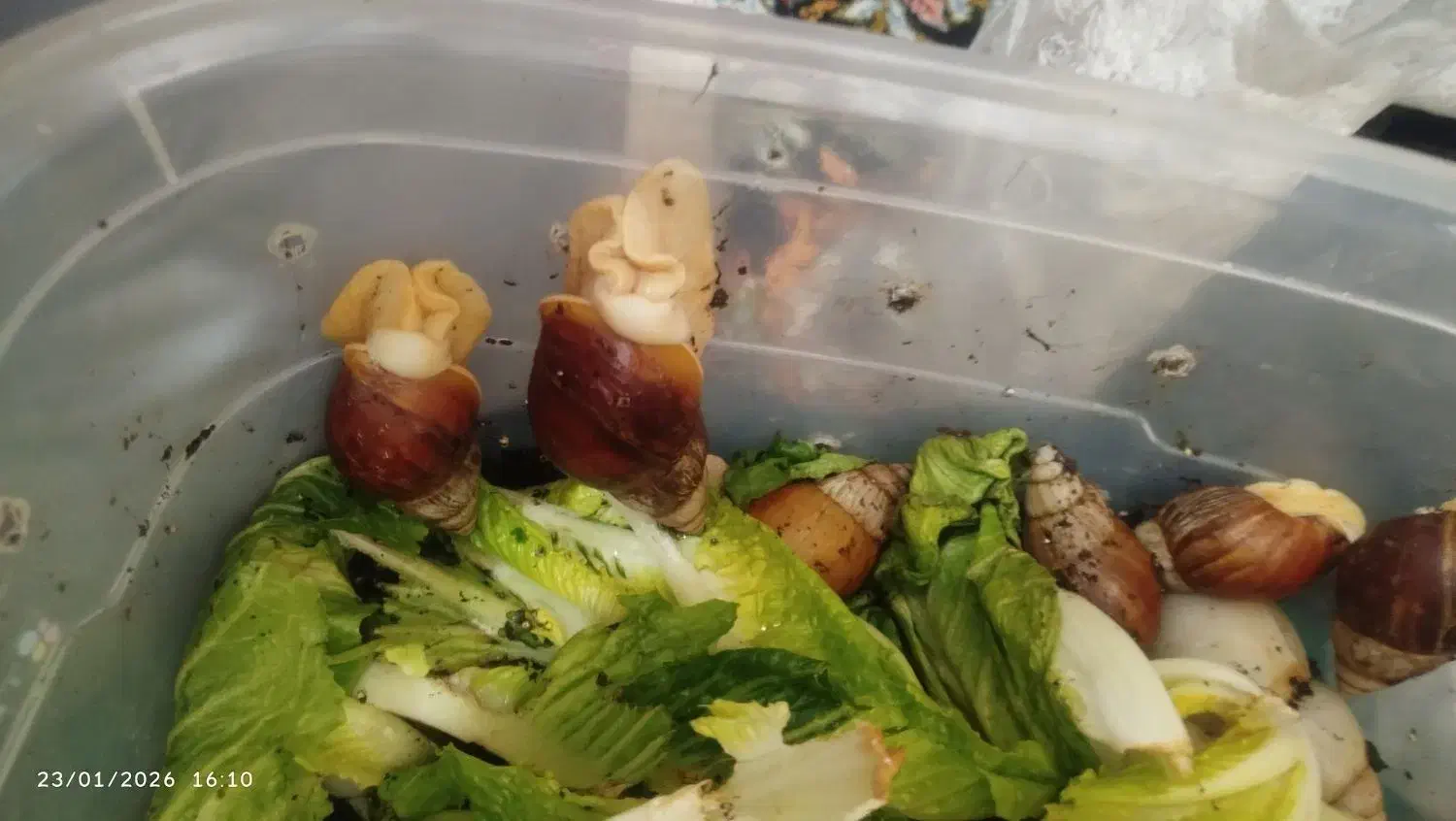 حلزون البینو|خزنده|گلبهار, شهر جدید گلبهار|دیوار